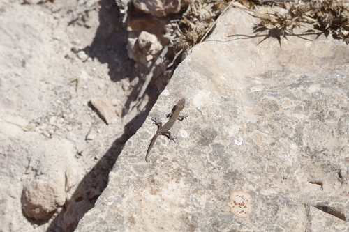 Brosset's Lizard-fingered Gecko