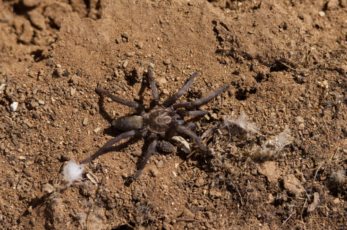 Ischnocolus mogadorensis