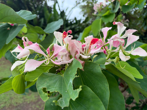 Bauhinia monandra observed 2026-09-23