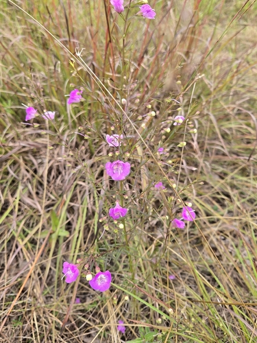 Agalinis tenuifolia