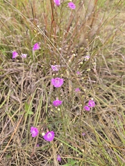 Agalinis tenuifolia