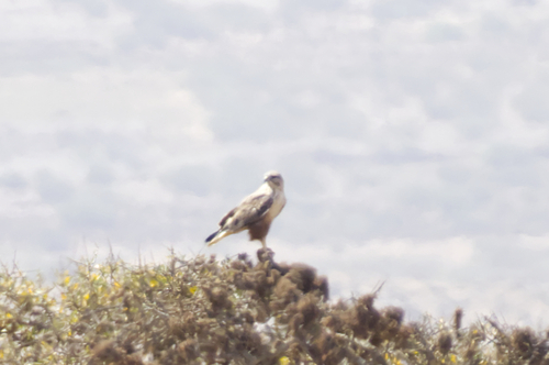 Long-legged Buzzard