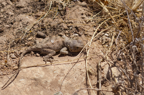Bibron's Agama