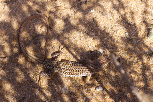 Acanthodactylus margaritae