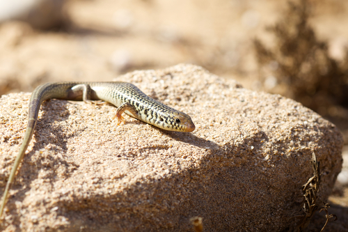 Many-scaled Cylindrical Skink