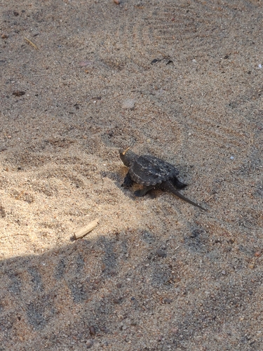 Common Snapping Turtle