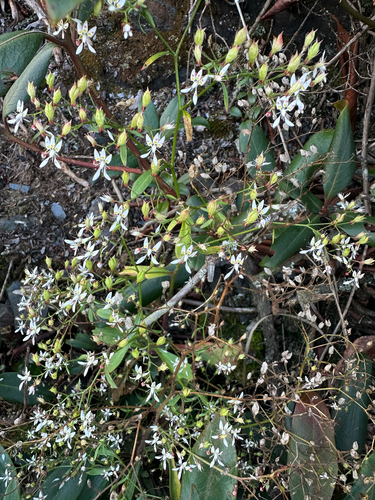 Micranthes petiolaris