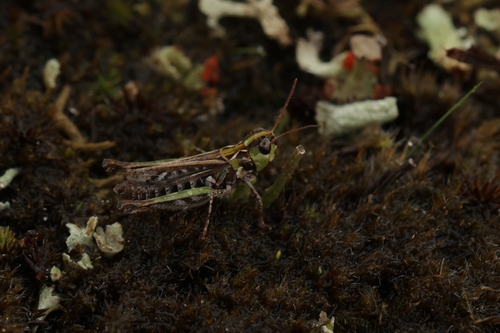 Mottled Grasshopper