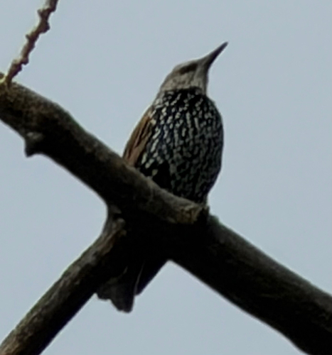 European Starling