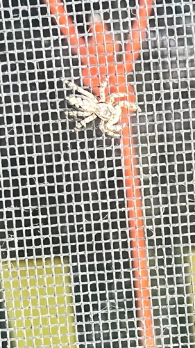 Tan Jumping Spider