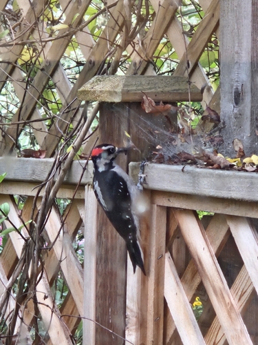 Hairy Woodpecker