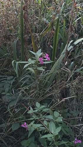 Himalayan balsam