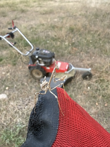 Mediterranean Conehead Mantis