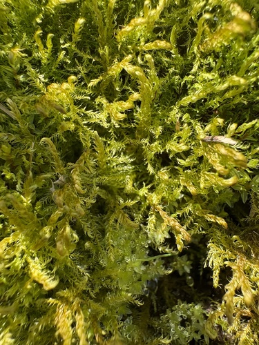 Kneiff's hook-moss