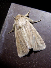 Mythimna congrua