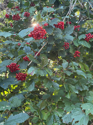 guelder-rose
