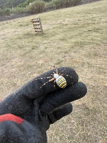 Wasp Spider