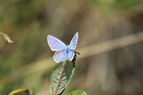 Adonis Blue