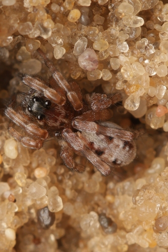 Sand Bear Spider