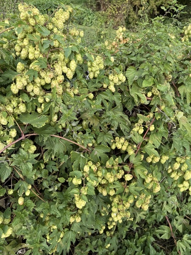 Humulus lupulus, photograph 6