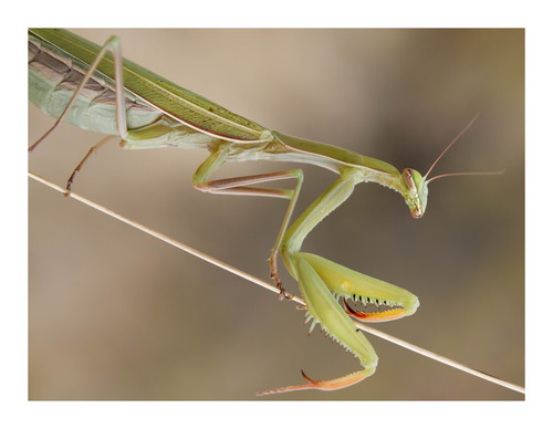 European Mantis