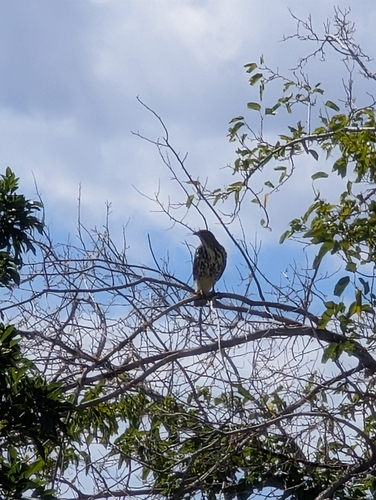 Broad-winged Hawk