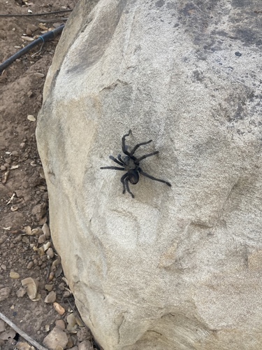California Ebony Tarantula