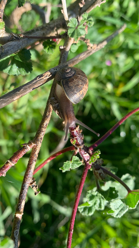 Garden Snail