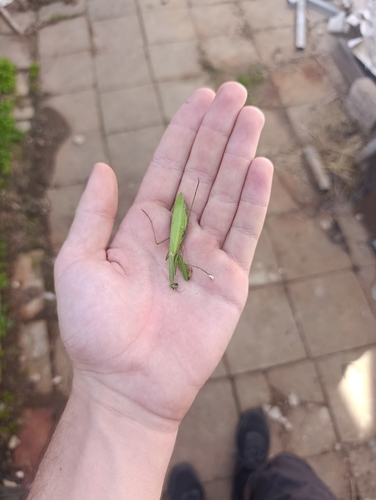 European Mantis