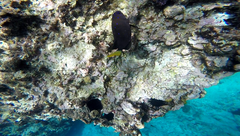 Microspathodon chrysurus