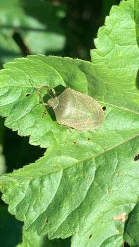 Southern Green Stink Bug