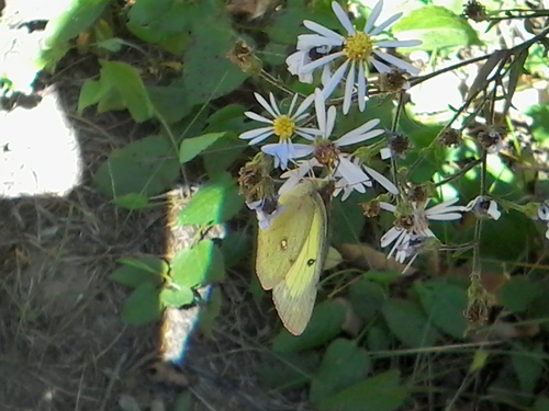 Clouded Sulphur