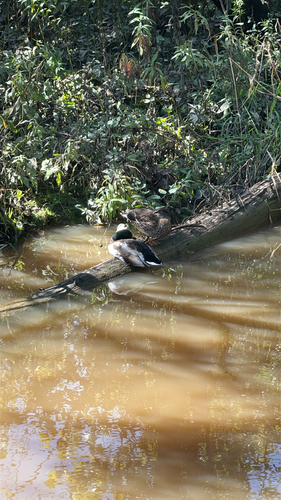 Mallard