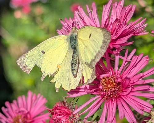Clouded Sulphur