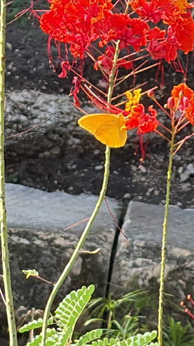 Large Orange Sulphur