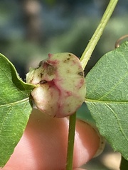 Phylloxera spinosa