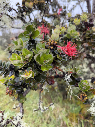 Metrosideros polymorpha observed 2026-09-23