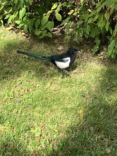 Black-billed Magpie