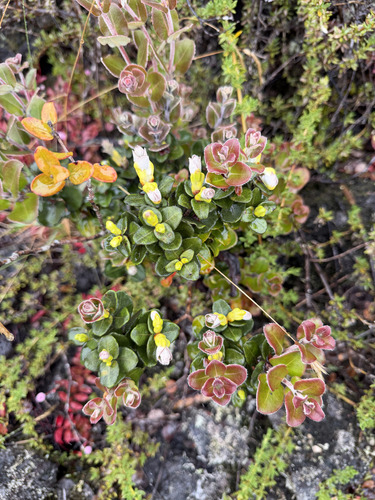 Metrosideros polymorpha observed 2026-09-23
