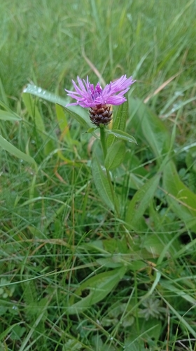 Brown Knapweed