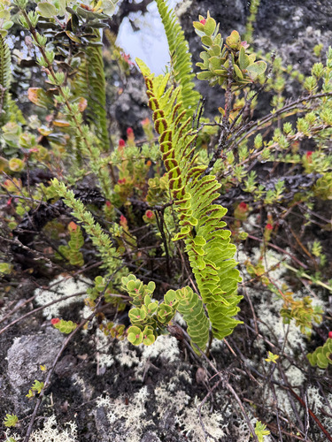 Polypodium pellucidum observed 2026-09-23