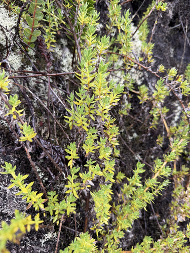 'Aiakanene