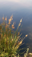 Juncus effusus, photograph author not stated, no rights reserved