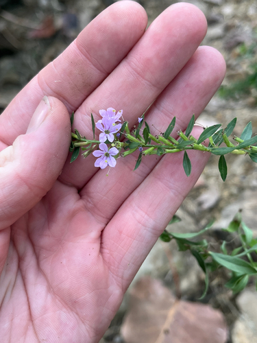 Lythrum alatum observed 2026-09-24