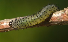 Periclista albida