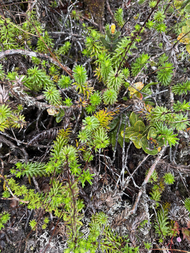 Dubautia scabra observed 2026-09-23