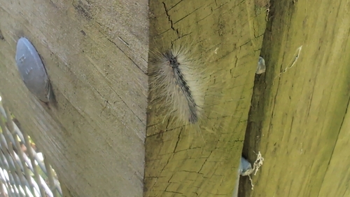 Fall Webworm Moth