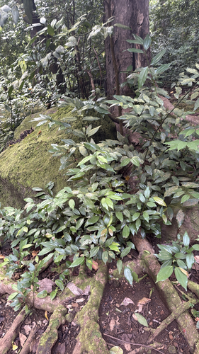 Cinnamomum burmanni observed 2026-09-23
