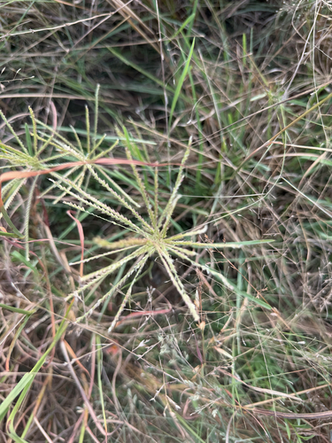 Chloris subdolichostachya, 2026-09-24