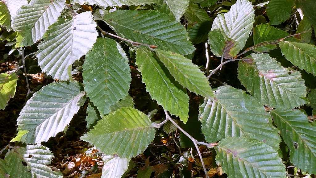 Carpinus betulus; photograph author not stated, no rights reserved